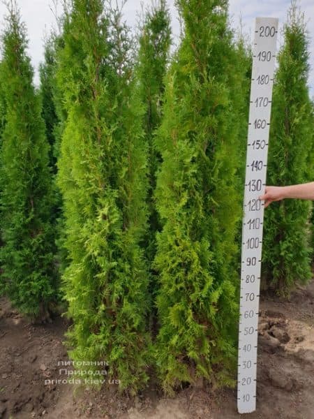 Туя западная колоновидная Колумна (Thuja occidentalis Columna) ФОТО Питомник растений Природа (22)