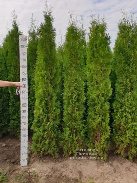 Туя західна колоновидна Колумна (Thuja occidentalis Columna) ФОТО Розплідник рослин Природа (23)