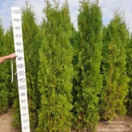 Туя західна колоновидна Колумна (Thuja occidentalis Columna) ФОТО Розплідник рослин Природа (24)