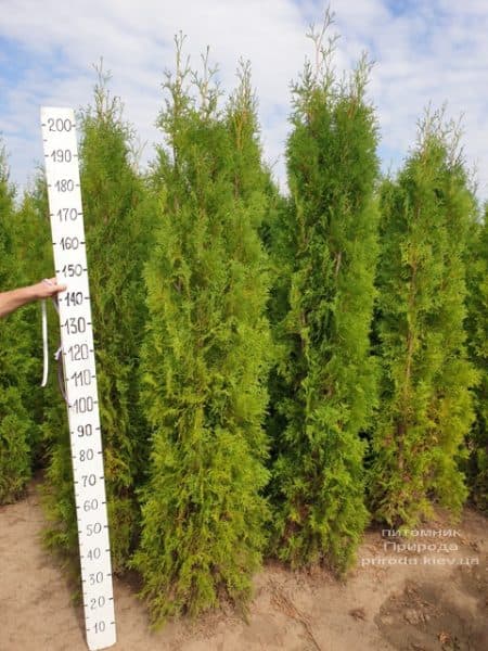 Туя західна колоновидна Колумна (Thuja occidentalis Columna) ФОТО Розплідник рослин Природа (24)