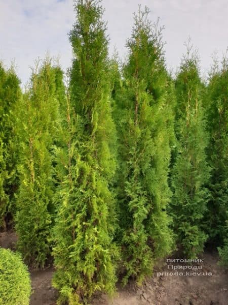 Туя західна колоновидна Колумна (Thuja occidentalis Columna) ФОТО Розплідник рослин Природа (25)