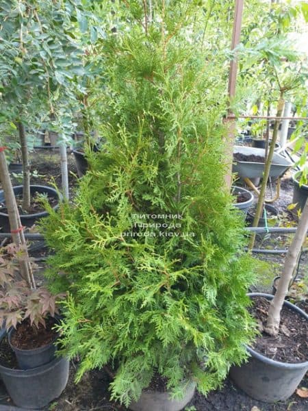 Туя западная Брабант (Thuja occidentalis Brabant) ФОТО Питомник растений Природа (72)