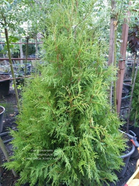 Туя западная Брабант (Thuja occidentalis Brabant) ФОТО Питомник растений Природа (73)