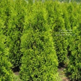 Туя західна Кінг оф Брабант (Thuja occidentalis King of Brabant) ФОТО Розплідник рослин Природа (1)