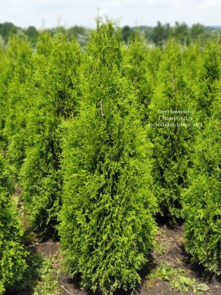 Туя західна Кінг оф Брабант (Thuja occidentalis King of Brabant) ФОТО Розплідник рослин Природа (2)