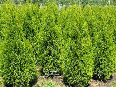 Туя західна Кінг оф Брабант (Thuja occidentalis King of Brabant) ФОТО Розплідник рослин Природа (4)