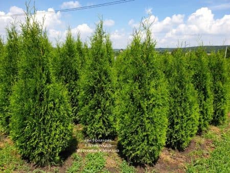 Туя західна Кінг оф Брабант (Thuja occidentalis King of Brabant) ФОТО Розплідник рослин Природа (5)