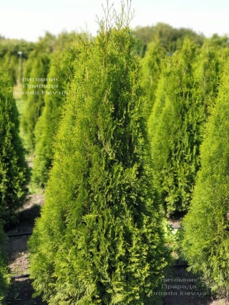 Туя західна Смарагд (Thuja occidentalis Smaragd) ФОТО Розплідник рослин Природа (107)