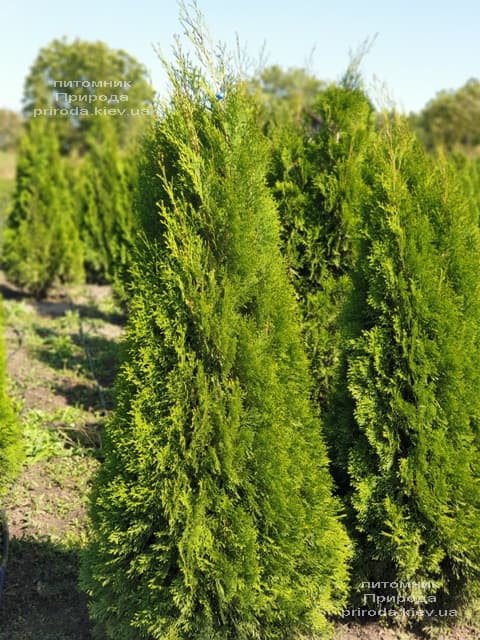 Туя западная Смарагд (Thuja occidentalis Smaragd) ФОТО Питомник растений Природа (108)