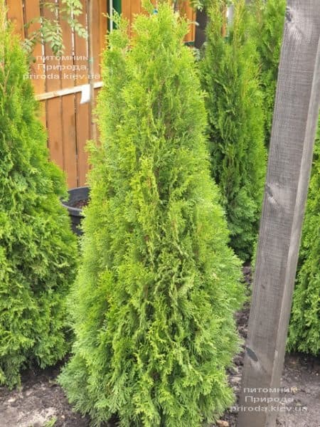 Туя західна Смарагд (Thuja occidentalis Smaragd) ФОТО Розплідник рослин Природа (109)