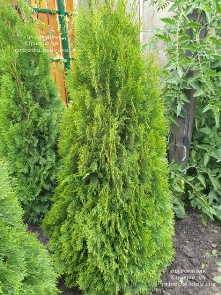 Туя західна Смарагд (Thuja occidentalis Smaragd) ФОТО Розплідник рослин Природа (110)