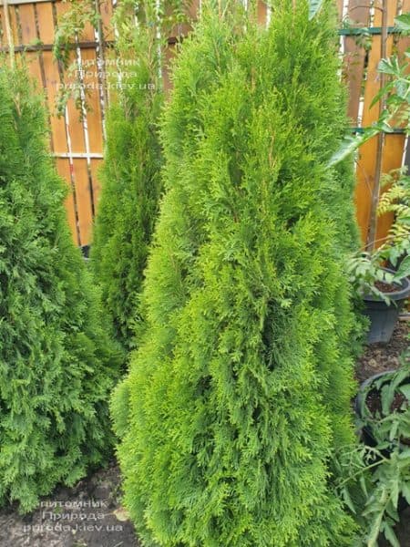 Туя західна Смарагд (Thuja occidentalis Smaragd) ФОТО Розплідник рослин Природа (111)