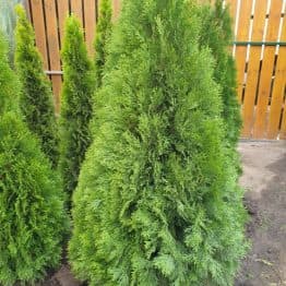 Туя західна Смарагд (Thuja occidentalis Smaragd) ФОТО Розплідник рослин Природа (114)