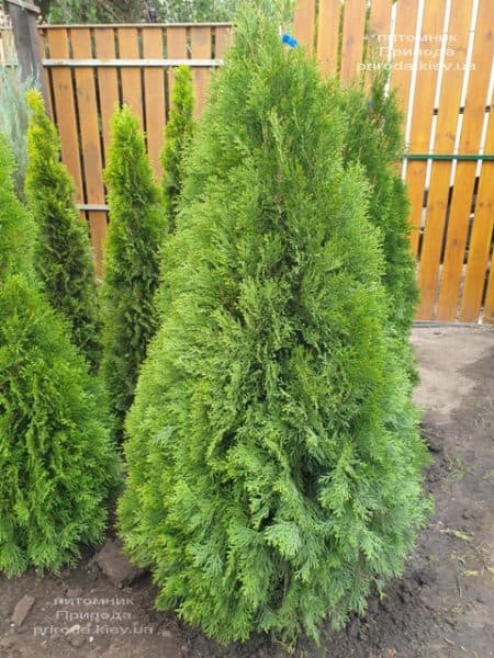 Туя західна Смарагд (Thuja occidentalis Smaragd) ФОТО Розплідник рослин Природа (114)