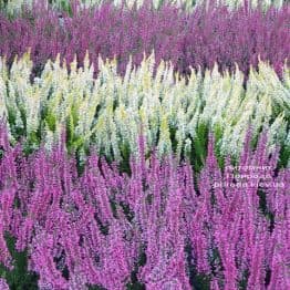 Вереск обыкновенный (Calluna vulgaris) ФОТО Питомник растений Природа (1)