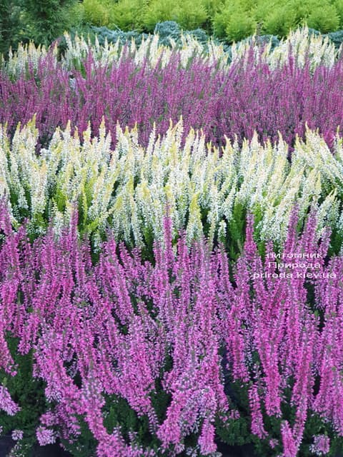 Верес звичайний (Calluna vulgaris) ФОТО Розплідник рослин Природа (1)