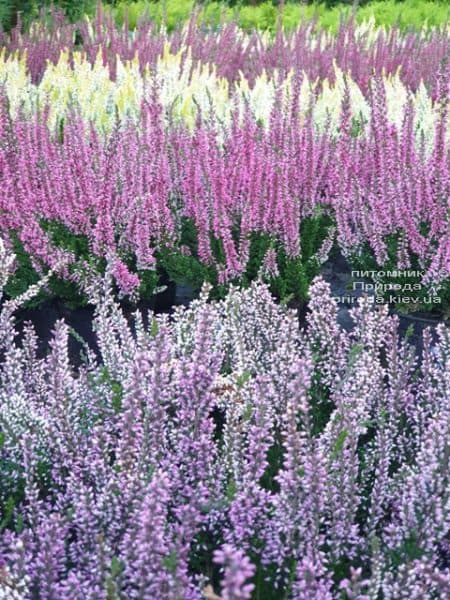 Верес звичайний (Calluna vulgaris) ФОТО Розплідник рослин Природа (2)