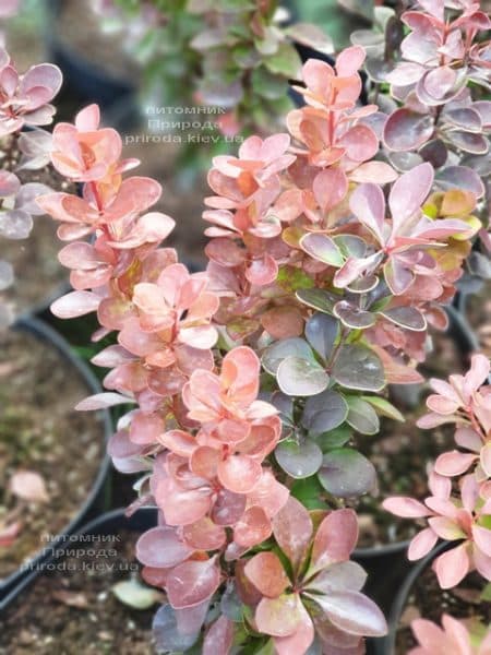 Барбарис Тунберга Вулкано (Berberis thunbergii Vulcano) ФОТО Питомник растений Природа (4)