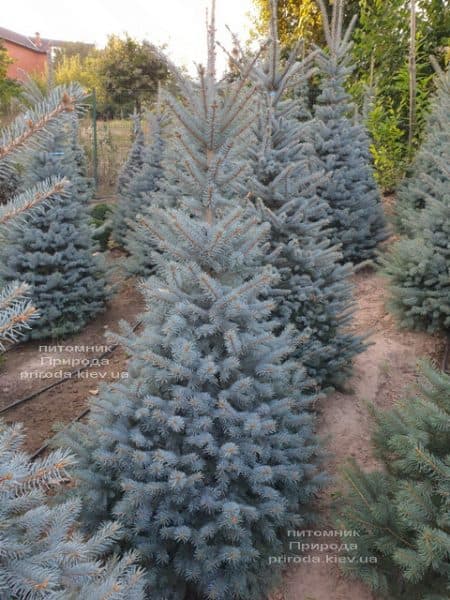 Ель голубая Глаука (Picea pungens Glauca) ФОТО Питомник растений Природа (102)