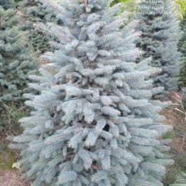 Ялина блакитна Глаука (Picea pungens Glauca) ФОТО Розплідник рослин Природа (105)