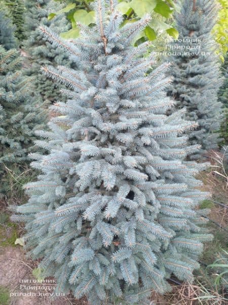 Ялина блакитна Глаука (Picea pungens Glauca) ФОТО Розплідник рослин Природа (105)