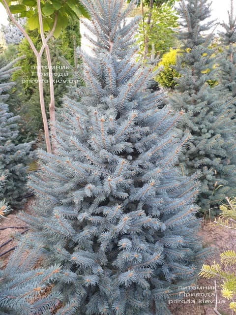 Ель голубая Глаука (Picea pungens Glauca) ФОТО Питомник растений Природа (106)