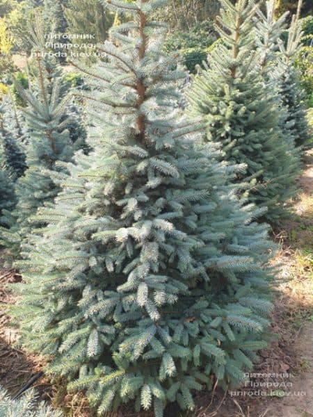 Ель голубая Глаука (Picea pungens Glauca) ФОТО Питомник растений Природа (107)