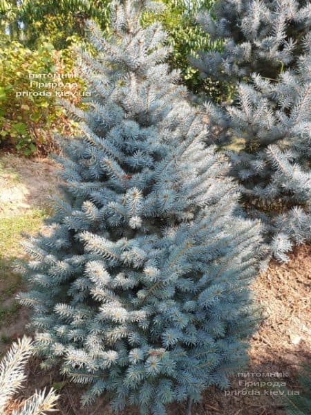 Ель голубая Глаука (Picea pungens Glauca) ФОТО Питомник растений Природа (108)
