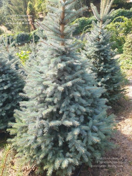 Ялина блакитна Глаука (Picea pungens Glauca) ФОТО Розплідник рослин Природа (109)