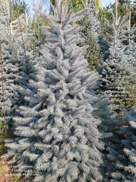 Ялина блакитна Глаука (Picea pungens Glauca) ФОТО Розплідник рослин Природа (112)