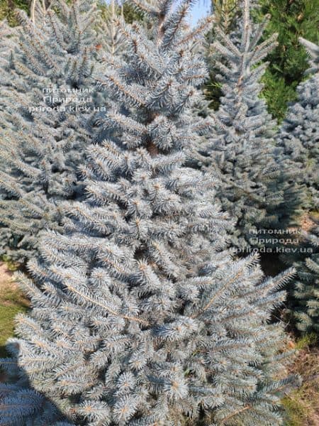 Ель голубая Глаука (Picea pungens Glauca) ФОТО Питомник растений Природа (113)