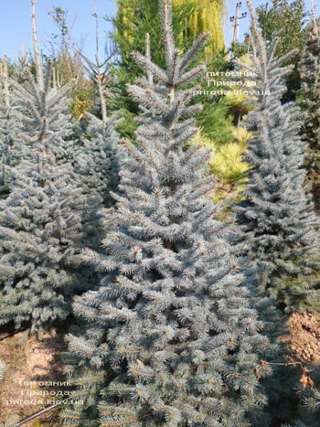 Ялина блакитна Глаука (Picea pungens Glauca) ФОТО Розплідник рослин Природа (115)