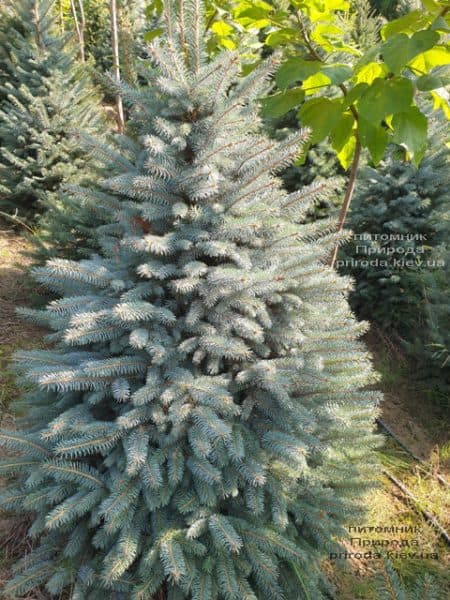 Ялина блакитна Глаука (Picea pungens Glauca) ФОТО Розплідник рослин Природа (116)