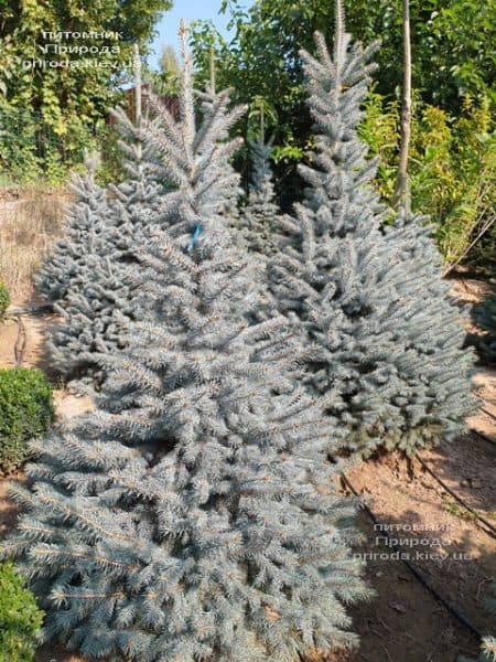 Ель голубая Глаука (Picea pungens Glauca) ФОТО Питомник растений Природа (121)