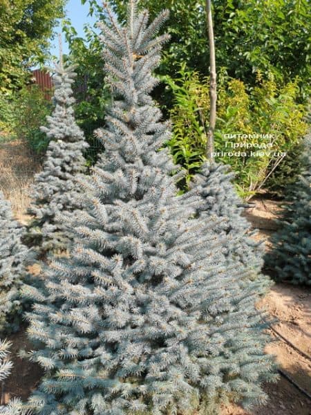 Ель голубая Глаука (Picea pungens Glauca) ФОТО Питомник растений Природа (122)