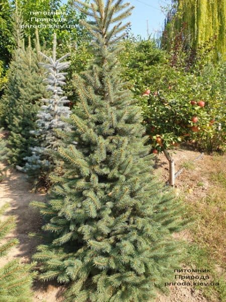 Ялина колюча Глаука (Picea pungens Glauca) ФОТО Розплідник рослин Природа (58)