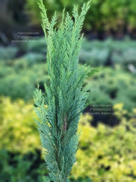 Кипарисовик Лавсона Витцелиана (Chamaecyparis lawsoniana Witzeliana) ФОТО Питомник растений Природа (1)