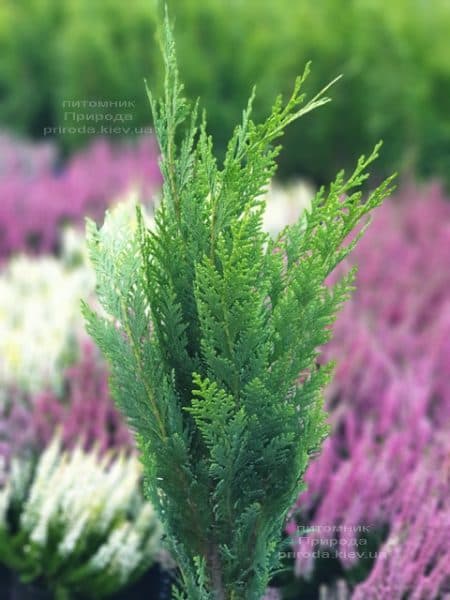 Кипарисовик Лавсона Витцелиана (Chamaecyparis lawsoniana Witzeliana) ФОТО Питомник растений Природа (2)