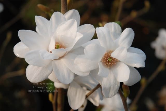 Магнолия Лебнера Мэгз Пируэт (Magnolia loebneri Mag's Pirouette) ФОТО Питомник растений Природа (1)