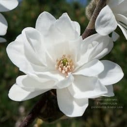 Магнолия Лебнера Мэгз Пируэт (Magnolia loebneri Mag's Pirouette) ФОТО Питомник растений Природа