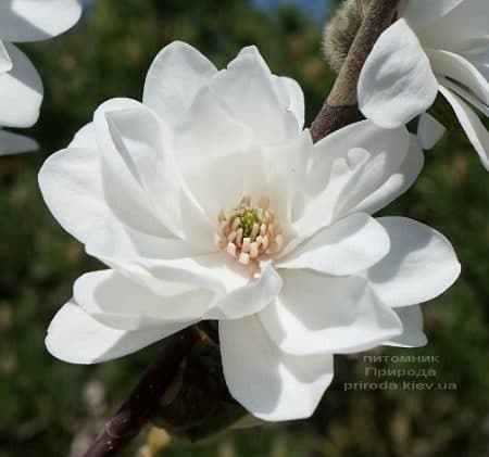 Магнолия Лебнера Мэгз Пируэт (Magnolia loebneri Mag's Pirouette) ФОТО Питомник растений Природа