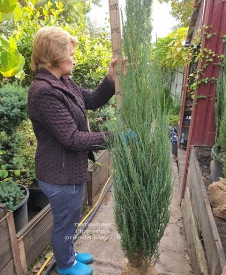 Можжевельник скальный Блю Арроу (Блю Эрроу) (Juniperus scopolorum Blue Arrow) ФОТО Питомник растений Природа (38)