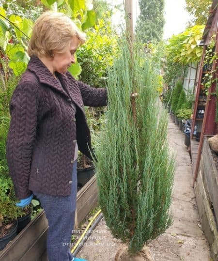 Ялівець скельний Блю Арроу (Блю Ерроу) (Juniperus scopolorum Blue Arrow) ФОТО Розплідник рослин Природа (39)