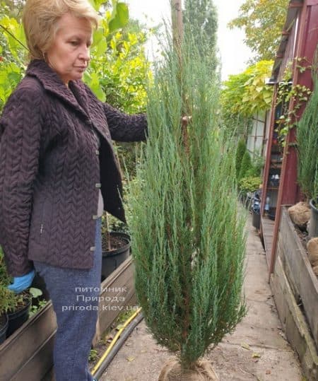 Ялівець скельний Блю Арроу (Блю Ерроу) (Juniperus scopolorum Blue Arrow) ФОТО Розплідник рослин Природа (40)