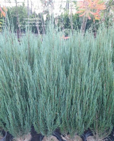 Можжевельник скальный Блю Арроу (Блю Эрроу) (Juniperus scopolorum Blue Arrow) ФОТО Питомник растений Природа (41)