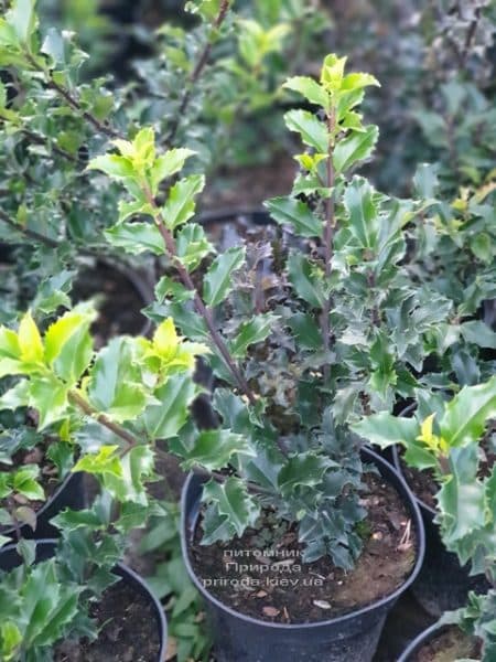 Падуб остролистный (Ilex aquifolium) ФОТО Питомник растений Природа (1)