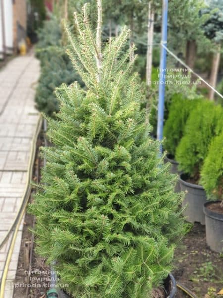 Пихта бальзамическая (Abies balsamea) ФОТО Питомник растений Природа (11)