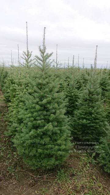 Пихта бальзамическая (Abies balsamea) ФОТО Питомник растений Природа (12)