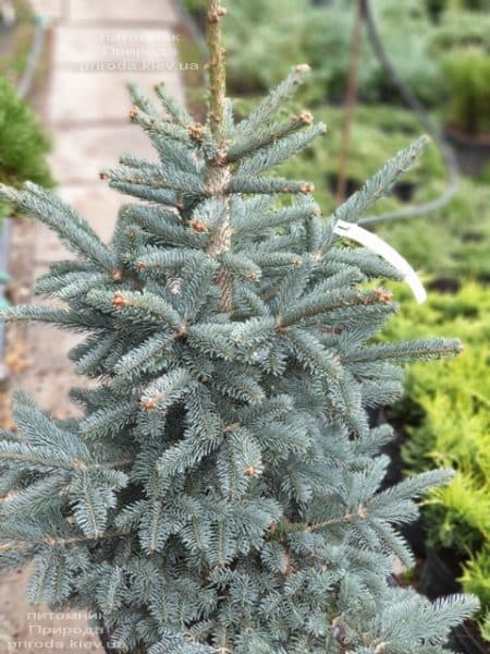 Ялиця гірська Аргентеа (Abies lasiocarpa Argentea) ФОТО Розплідник рослин Природа (1)