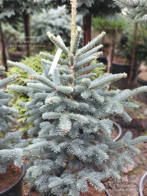 Пихта горная Аргентеа (Abies lasiocarpa Argentea) ФОТО Питомник растений Природа (2)